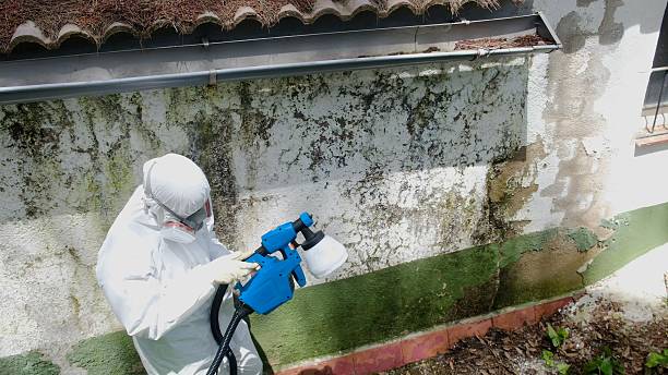 Trusted Attic Mold Removal service in Berwyn, PA - Cheap Mold Removal